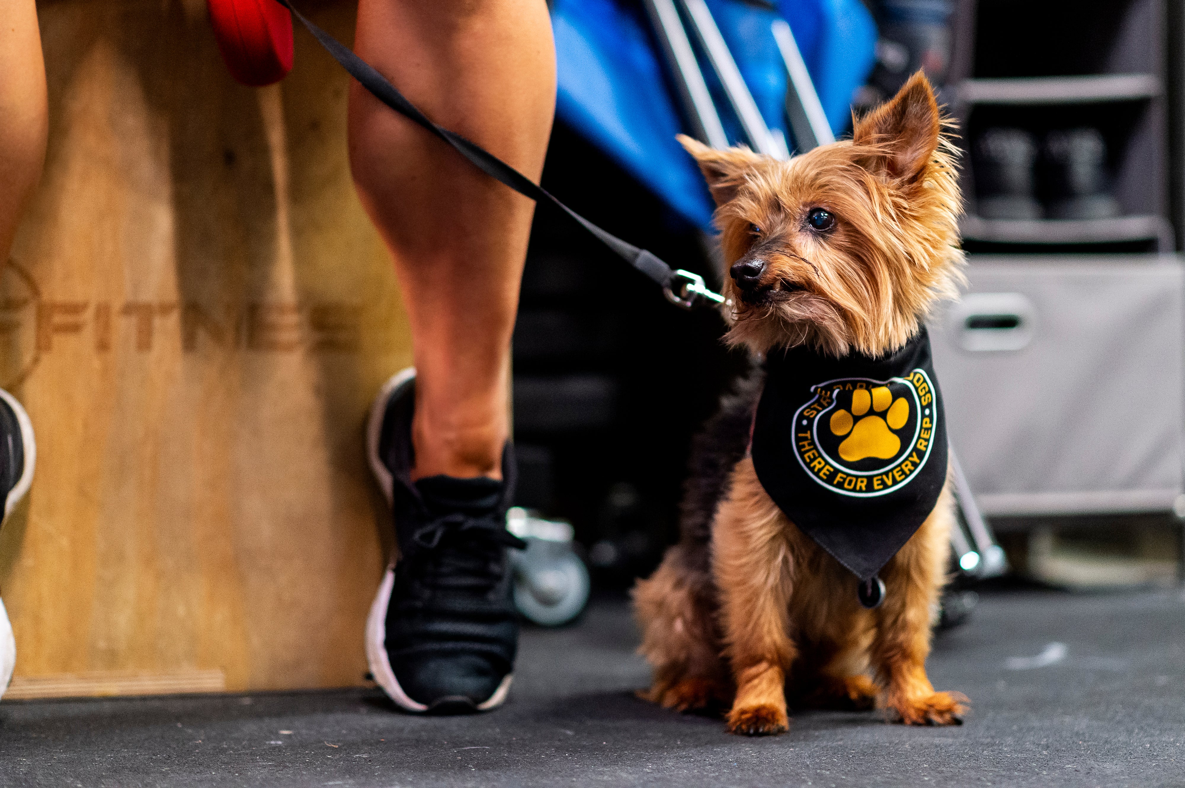 Street Parking Dog Bandana - Image 4