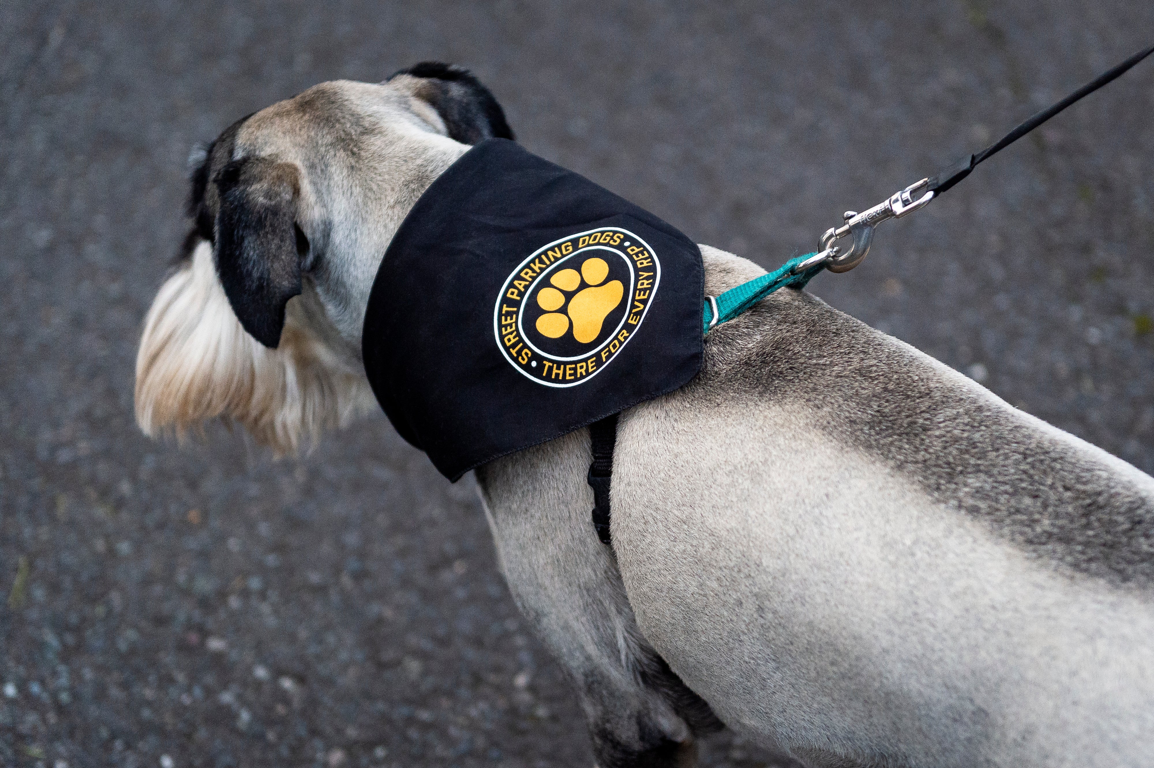 Street Parking Dog Bandana - Image 5